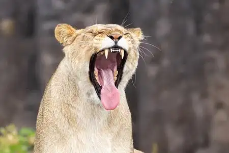 张大嘴,照片  |张大嘴,室内的蓝色张大嘴,照片