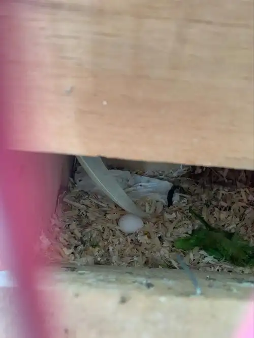 我家小鸡生04了