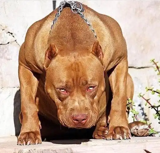 世界上超强壮威猛的狗,没有之一!肌肉条块状眼神