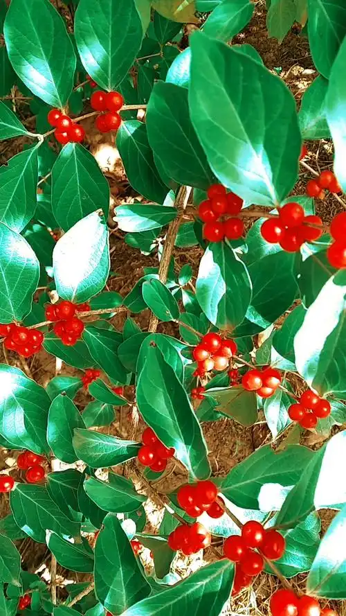 镜头里的秋天#红豆树