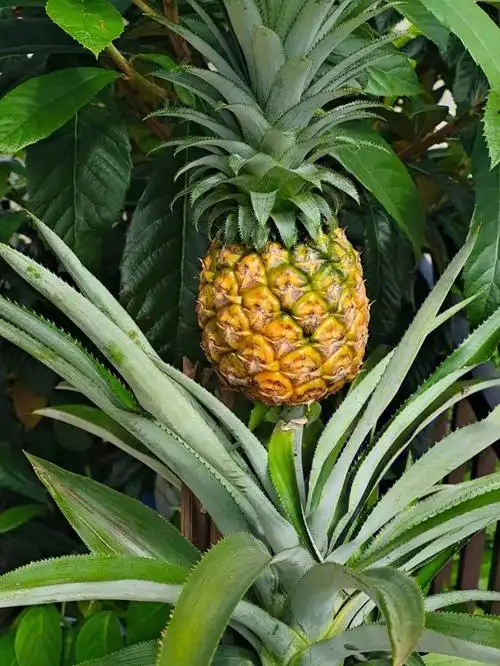 菠萝盆栽成长记