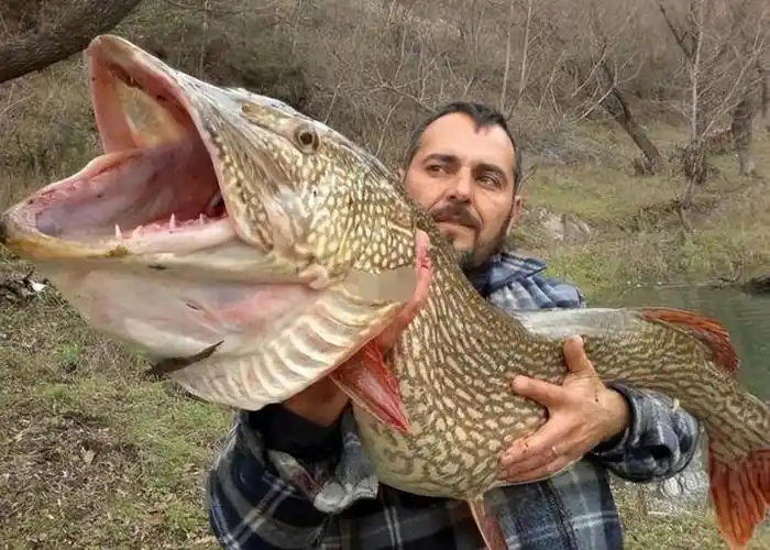 十大最凶猛恐怖的鱼排名盘点(世界上最凶猛的鱼类十大排名)-海诗网