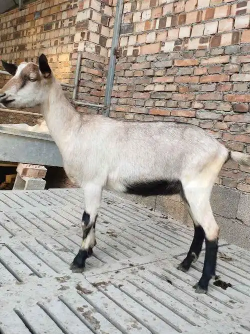 吐根堡奶山羊-中国畜牧网-商情详情