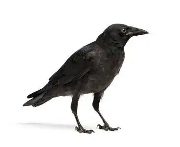 幼乌鸦corvus corone(3个月)照片