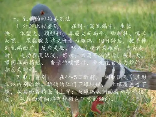 鸽子雌雄鉴别ppt