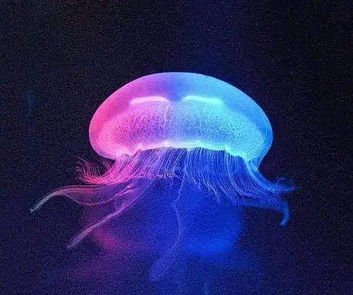 大堡礁夏季气候过于湿热,而且近海会有致命的箱水母出没.