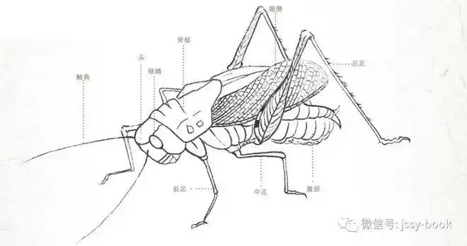 工笔草虫各部分的结构|蟋蟀|触角|口器|蝗虫_网易订阅