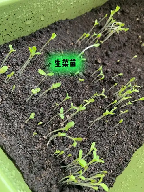阳台种植生菜香菜第五天