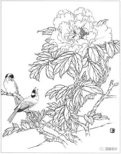 书画联盟丨工笔花鸟白描图集