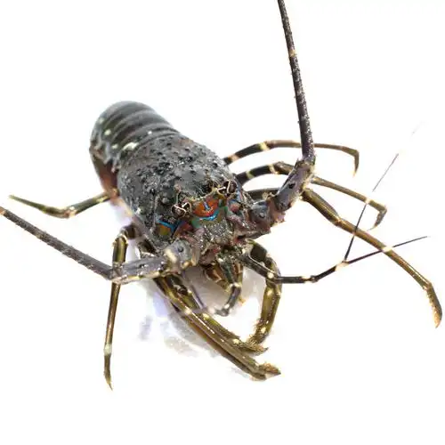 《友滋丰冻虾》产地直供小青龙活冻龙虾龙虾仔冷冻青龙仔速冻大龙虾生