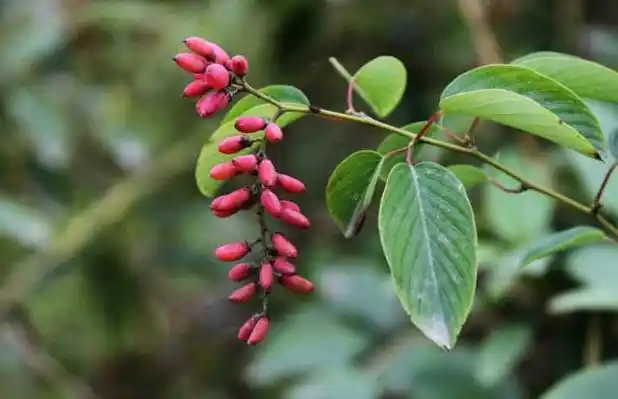 铁包金有哪些功效与作用?