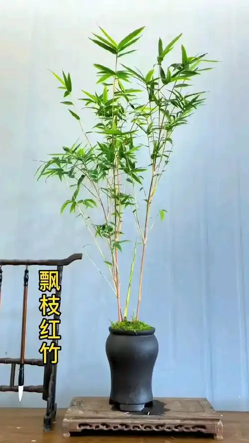 红观音竹,4-5杆32.