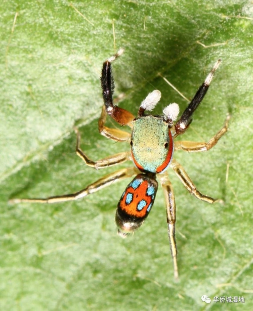 图片来自江离 算是一种不算太常见的蜘蛛,这一个属颜色都非常好看,可