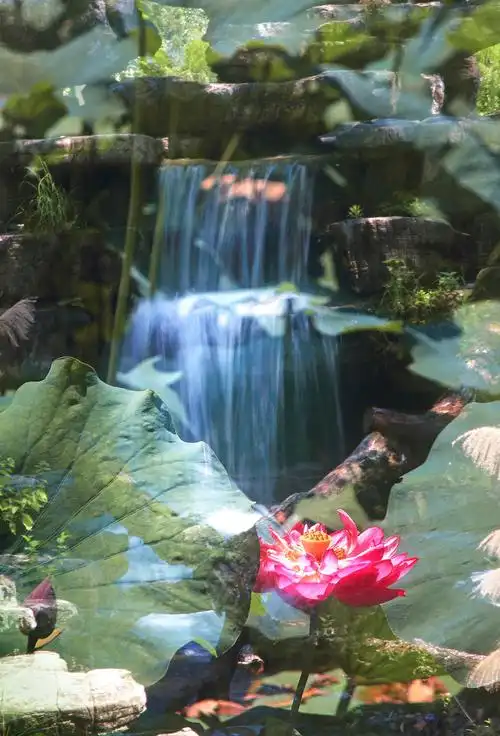 《荷花绽放光彩夺目》摄影专辑