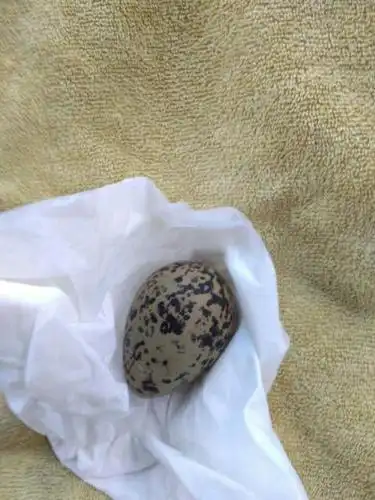 宁夏的一种水鸟蛋,红腿红嘴,黑白色的身体,求解这是啥鸟的蛋?