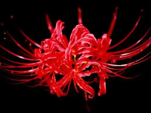 所谓地狱之花——彼岸花,究竟长什么样?有图片吗?