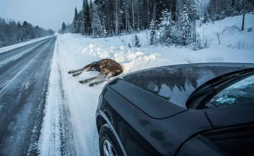 驼鹿撞车事故死亡