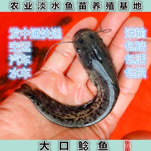优质南方大口鲶鱼苗  河鲶鱼苗 土鲶鱼 六须鲶鱼淡水二须鱼苗活体