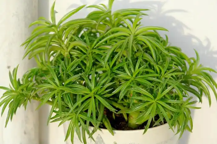 柳叶椒草peperomia ferreyrae,胡椒科草胡椒属,也称之为刀叶椒草,欢乐