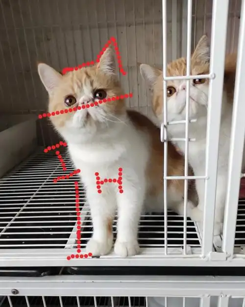 怎样挑选一只品相好的加菲猫