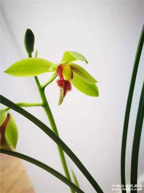 至尊红颜反季绽放-蕙兰篇-中国兰花交易网社区