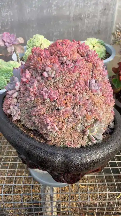 这么大的橙梦露缀化见过没