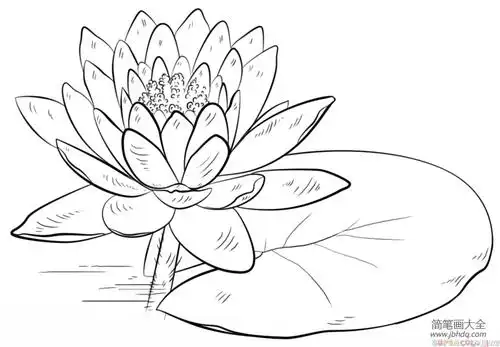 如何画睡莲
