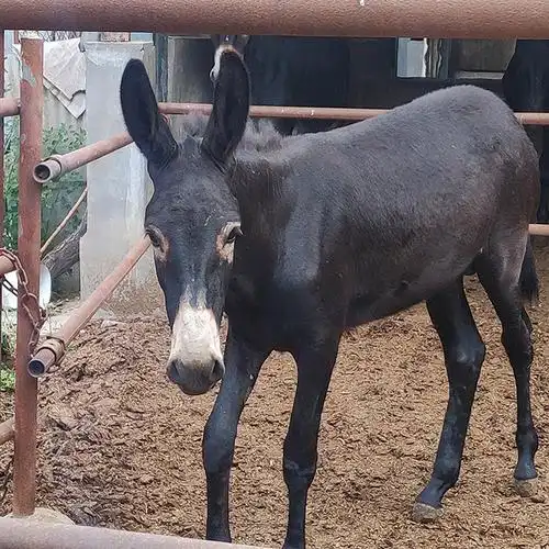改良散养种公驴 恒正牧业 种公驴价格 毛驴种驴出售 纯种品种图片