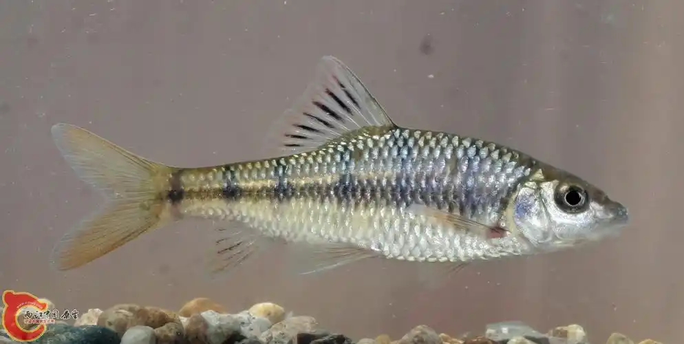 也发几张光唇鱼照片