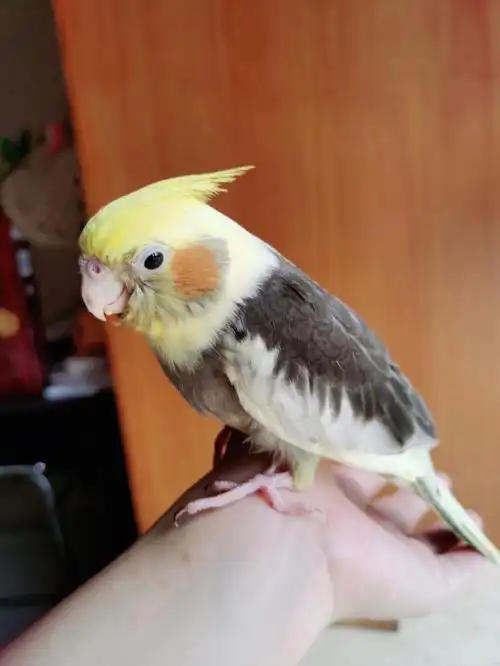 玄凤鹦鹉的叫声