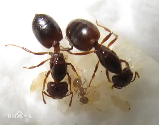 黑蚂蚁的蚁后是什么样子的?