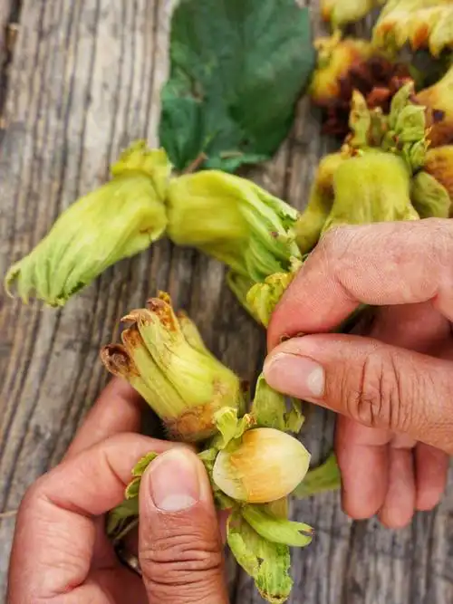 榛子的本体长什么样东北榛子的本来面目