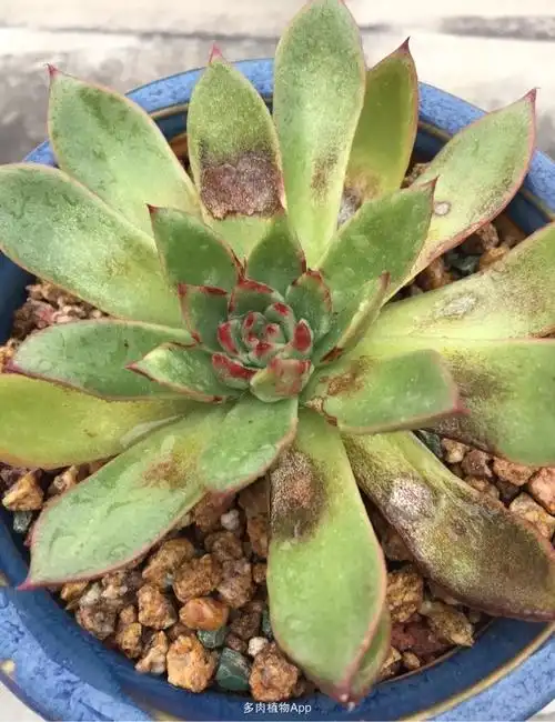 新手小课堂:多肉晒伤的养护处理