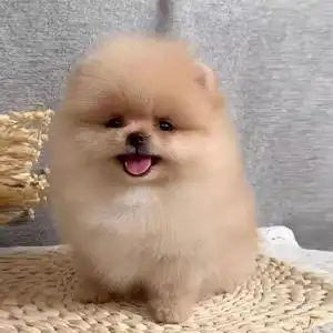 黄色博美幼犬活体长不大袖珍哈多利球体爆毛长毛小型犬俊介训练