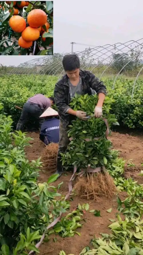 带你看三农柑橘苗红美人柑橘苗爱媛28号果树种植