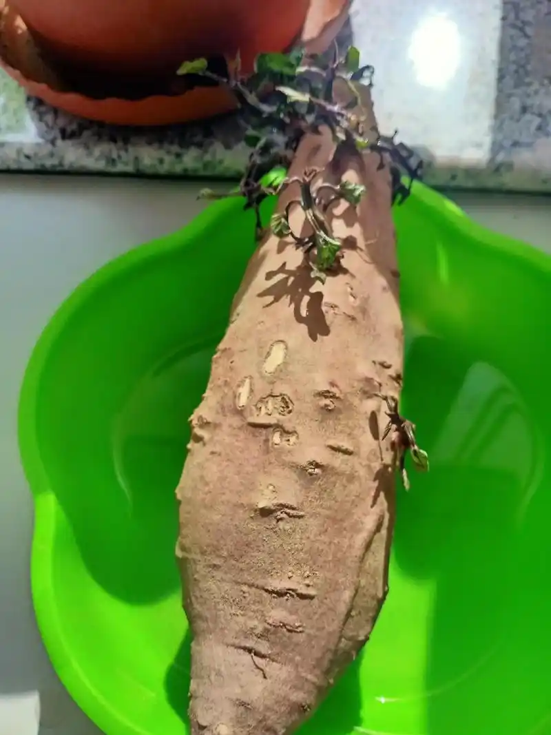 马玲薯.我见过土豆发芽,还没见过马玲薯长出绿色的叶子,这是我 - 抖音