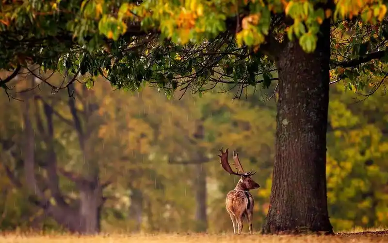 鹿在雨中壁纸壁纸2560x1600分辨率查看