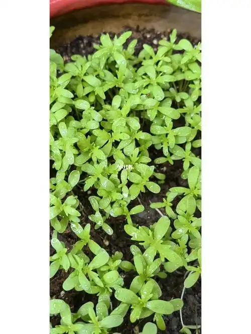 玛格丽特种子撒太密了咋办