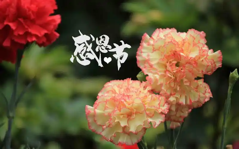 感恩节清新迷人康乃馨微距摄影