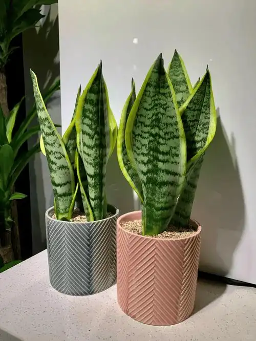 虎皮兰"入秋"长得快,牢记"1要,3多",小钢芽冒一圈,喜人