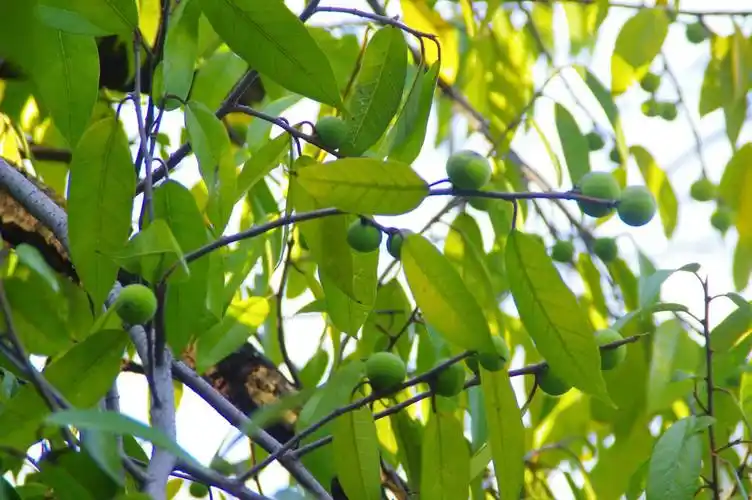 山野寻奇冰粉树