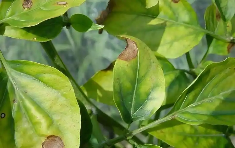 请问辣椒晚疫病发病规律是什么?