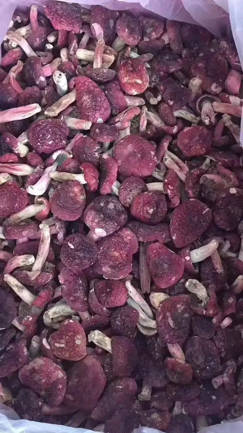云南红菇产地批发云南标菇红蘑菇月子食用菌多规格散装250克