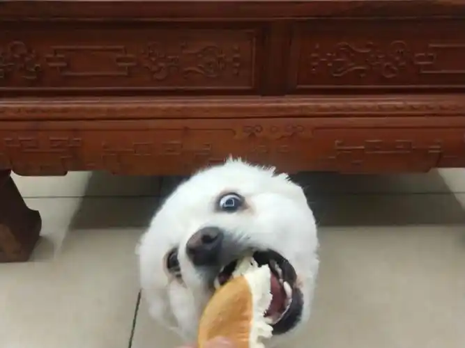 老白吃水果真的太搞笑了