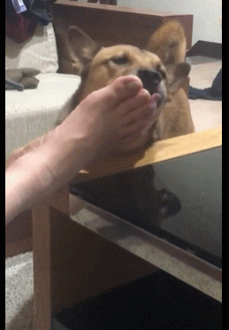 259_372竖版 竖屏gif 动态图 动图