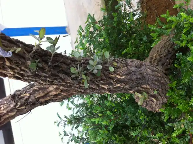 一颗小叶黄杨树,能卖多少钱 5 2013-06-26 家有小叶黄杨树棵,这样的树