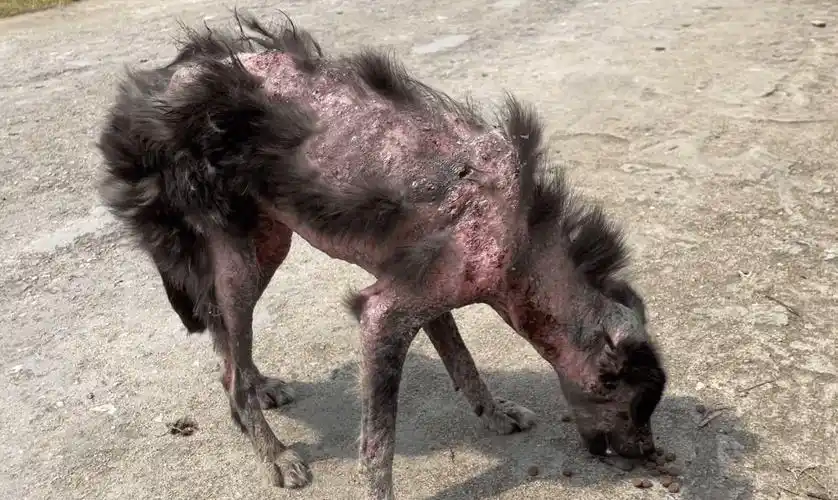 原创腐烂长蛆的流浪狗因散发恶臭而被村民驱赶后哪怕获救也依然不安