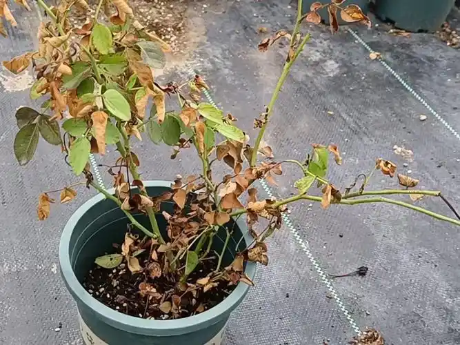 月季烧根了如果像视频里这样