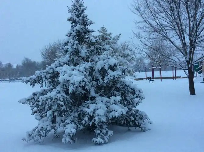 大雪给这棵柏树披上外衣,造型很美,像是新娘子穿上了一件婚纱.