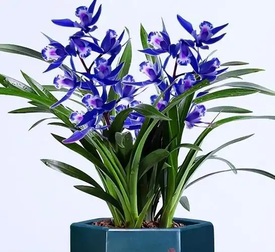 醉玲珑兰花在前几年刚下山的时候,价格被炒到几万元,那时候的数量特别